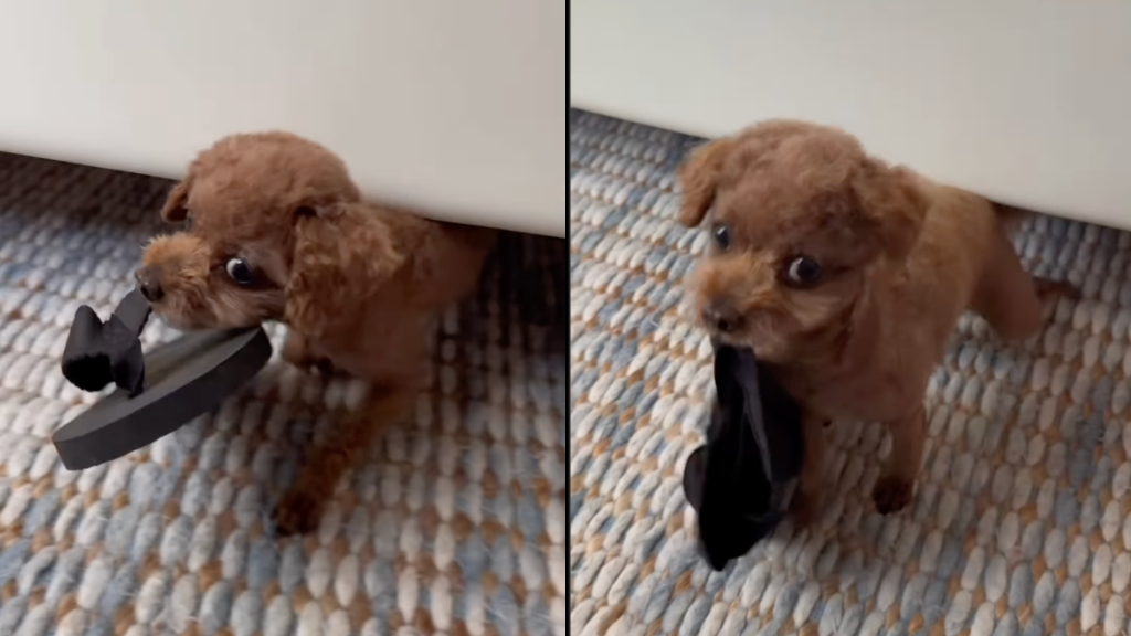 dog bed video