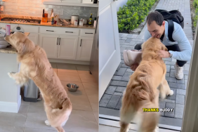 Golden Retriever dad video