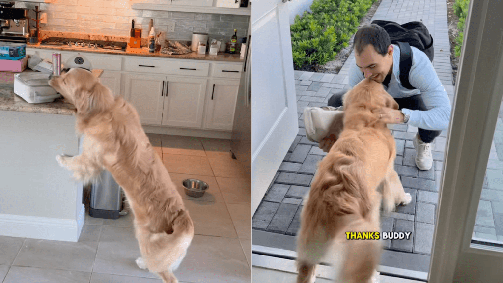 Golden Retriever dad video