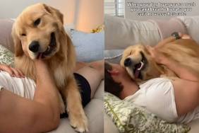 Video: Golden Retriever Leans Fully on Owner to Get More Scratches