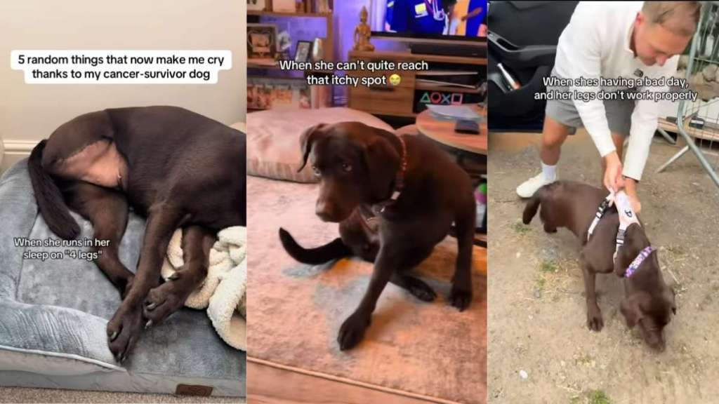 Video: 5 Things a Cancer-Survivor Dog Does That Makes Her Owner Cry