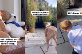 Video: XL Bully Dog Can’t Contain Excitement Upon Meeting Brother After Missing Him Whole Day