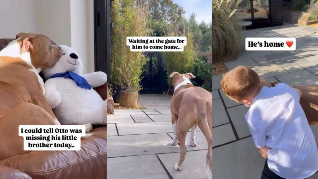 Video: XL Bully Dog Can’t Contain Excitement Upon Meeting Brother After Missing Him Whole Day