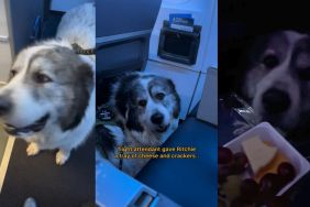 Video: Big Dog Settles Enjoys Cheese & Crackers on a Flight