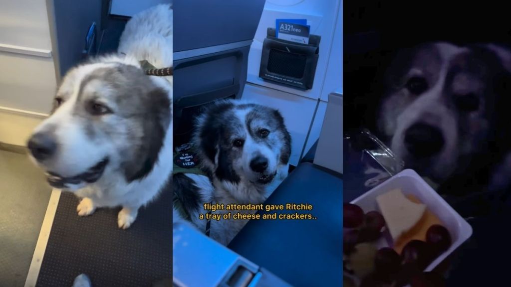 Video: Big Dog Settles Enjoys Cheese & Crackers on a Flight