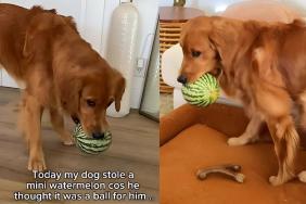 Video: Golden Retriever Mistakes Watermelon for a Ball & Steals It