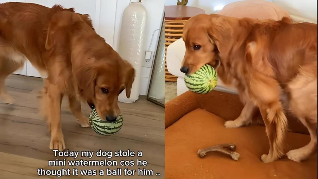 Video: Golden Retriever Mistakes Watermelon for a Ball & Steals It