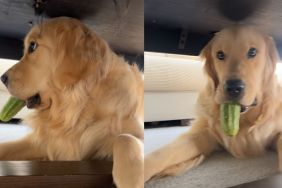 Video: Golden Retriever Gets Caught After Stealing a Cucumber But Won't Make Eye Contact