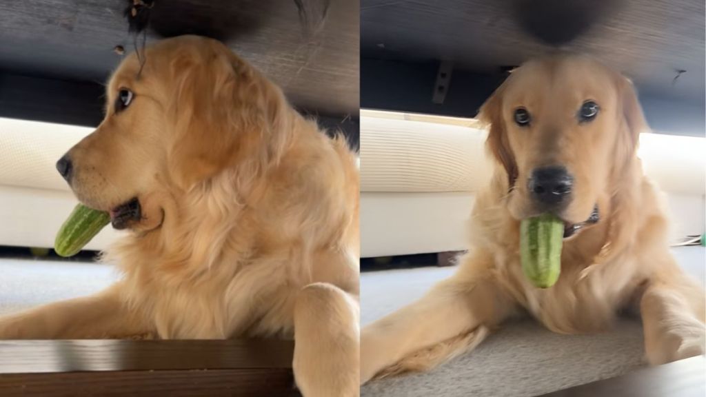 Video: Golden Retriever Gets Caught After Stealing a Cucumber But Won't Make Eye Contact