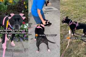 Video: ‘Dressed Up’ Pit Bull Loves People’s Attention at Dog-Friendly Amusement Park
