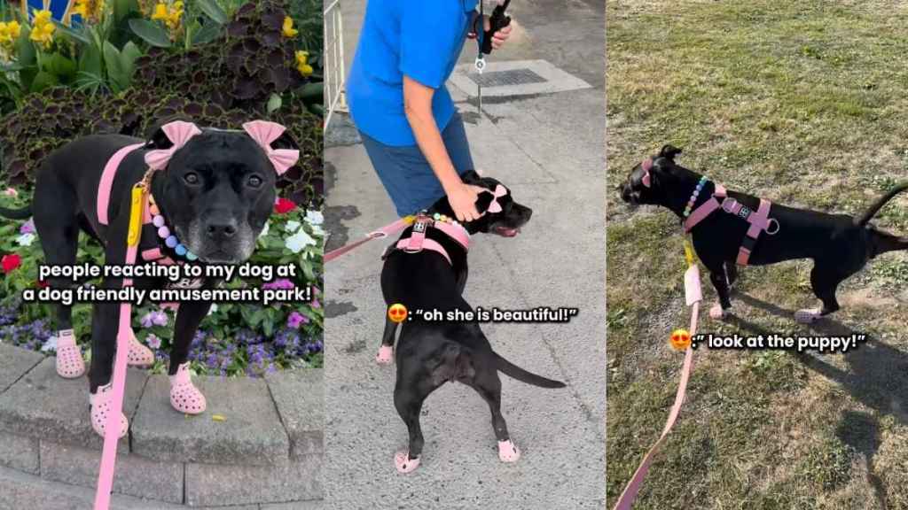 Video: ‘Dressed Up’ Pit Bull Loves People’s Attention at Dog-Friendly Amusement Park