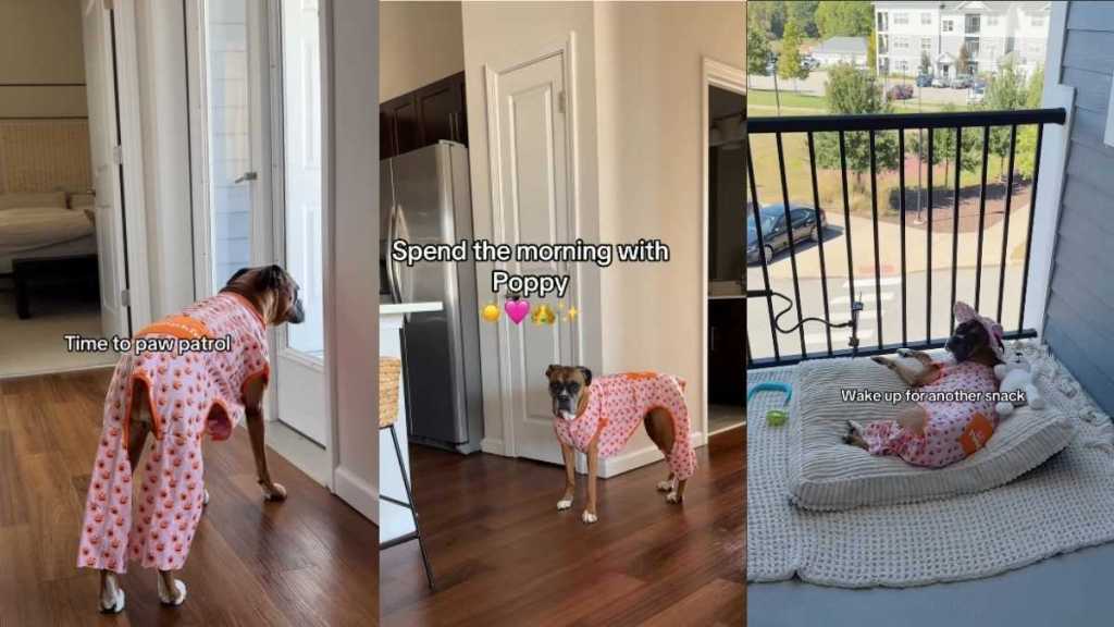 Video: Boxer ‘Living One's Dream Sunday Morning’ Proves She’s Truly a Princess