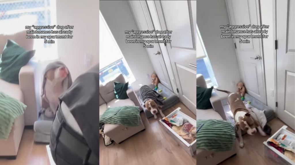 Video: 'Aggressive' Dog Wakes & Wags Tail Several Minutes After a Stranger Comes Home