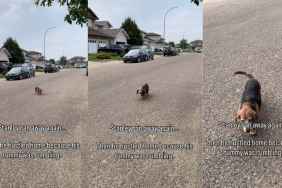 Senior Dog Receives All the Love for Slow-Paced Street Crossing Video
