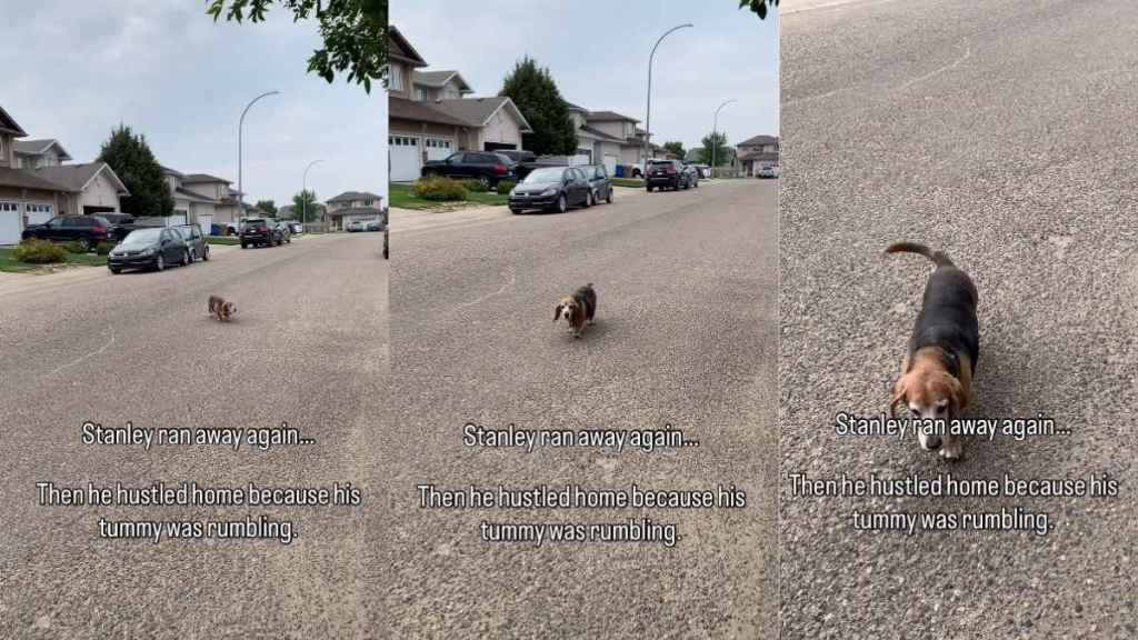Senior Dog Receives All the Love for Slow-Paced Street Crossing Video
