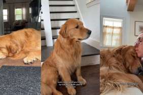 'Sad' Golden Retriever Gets All the Love Online After 3 Things That Ruined His Week