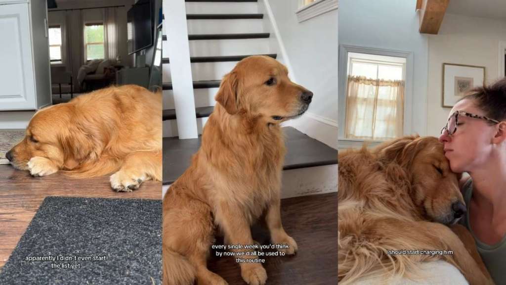 'Sad' Golden Retriever Gets All the Love Online After 3 Things That Ruined His Week