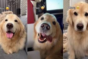 Video: Internet Can't Get Enough of Golden Retriever Expressing Every Emotion on His Face
