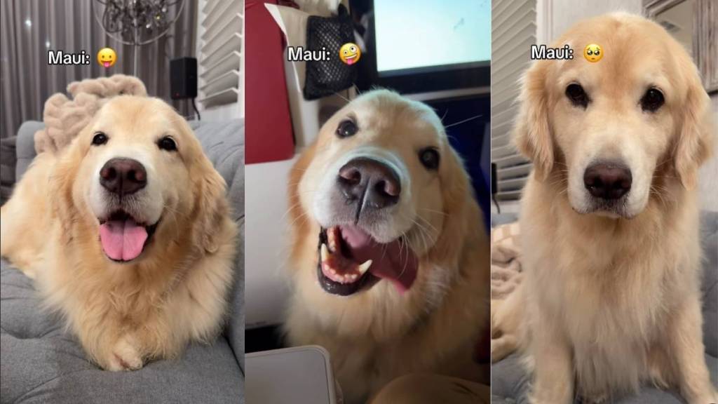 Video: Internet Can't Get Enough of Golden Retriever Expressing Every Emotion on His Face