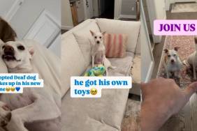 Adopted Deaf Dog Experience All His Firsts in Heartwarming Video