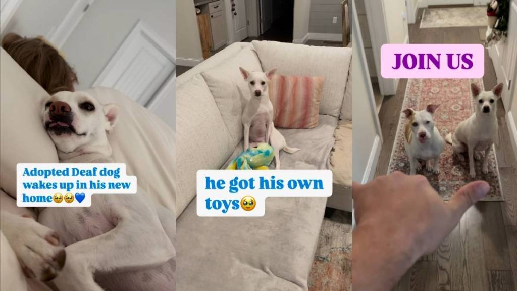 Adopted Deaf Dog Experience All His Firsts in Heartwarming Video