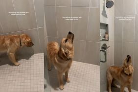 Video: Golden Retriever Starts Drinking from the Shower After Mom Leaves It On
