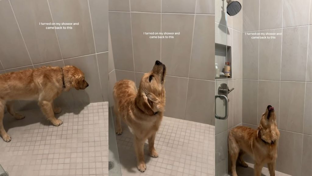 Video: Golden Retriever Starts Drinking from the Shower After Mom Leaves It On