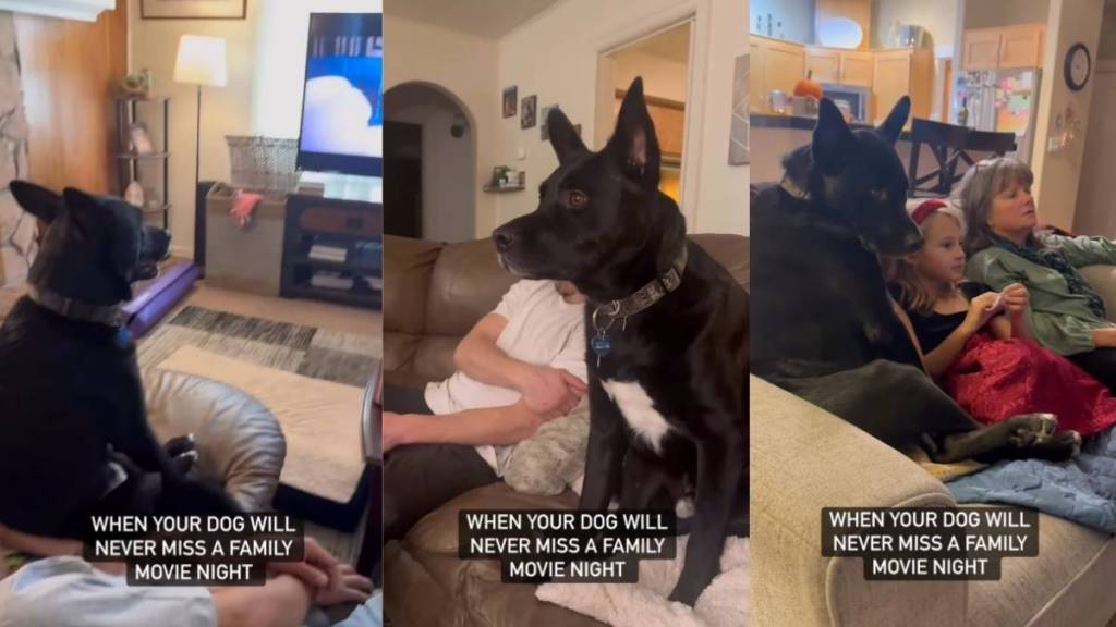 Dog Never Misses a Family Movie Night in Adorable Video