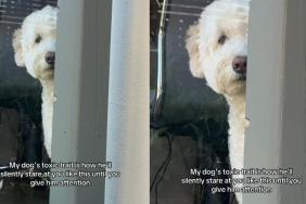 Video: Dog’s ‘Toxic Trait’ Leaves Instagram Amused
