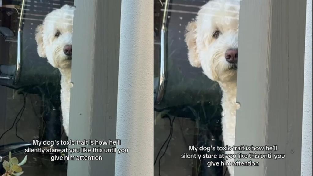 Video: Dog’s ‘Toxic Trait’ Leaves Instagram Amused