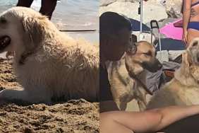 Video: Golden Retriever Visits the Beach & Sits Next to Every Stranger He Sees
