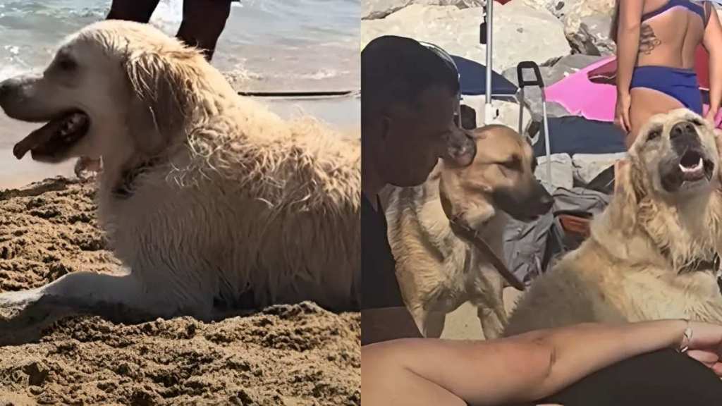Video: Golden Retriever Visits the Beach & Sits Next to Every Stranger He Sees