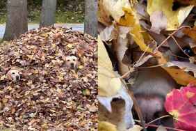 Video: Labradors Hide Under a Pile of Leaves to Escape