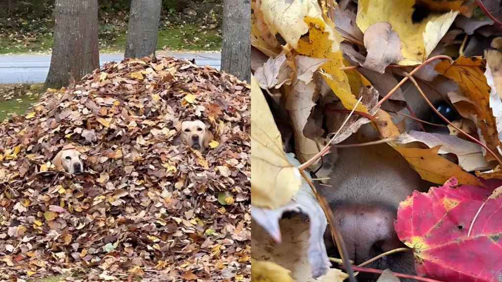 Video: Labradors Hide Under a Pile of Leaves to Escape