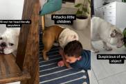 Video: Bulldog’s Problems Are So Varied It Has Internet Fall in Love With Her