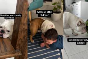 Video: Bulldog’s Problems Are So Varied It Has Internet Fall in Love With Her