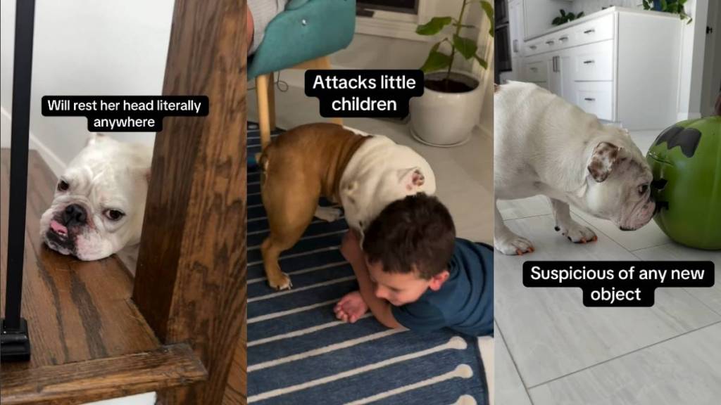 Video: Bulldog’s Problems Are So Varied It Has Internet Fall in Love With Her