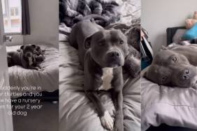 Video: Owner Films Dog Chilling in His Own 'Nursery'