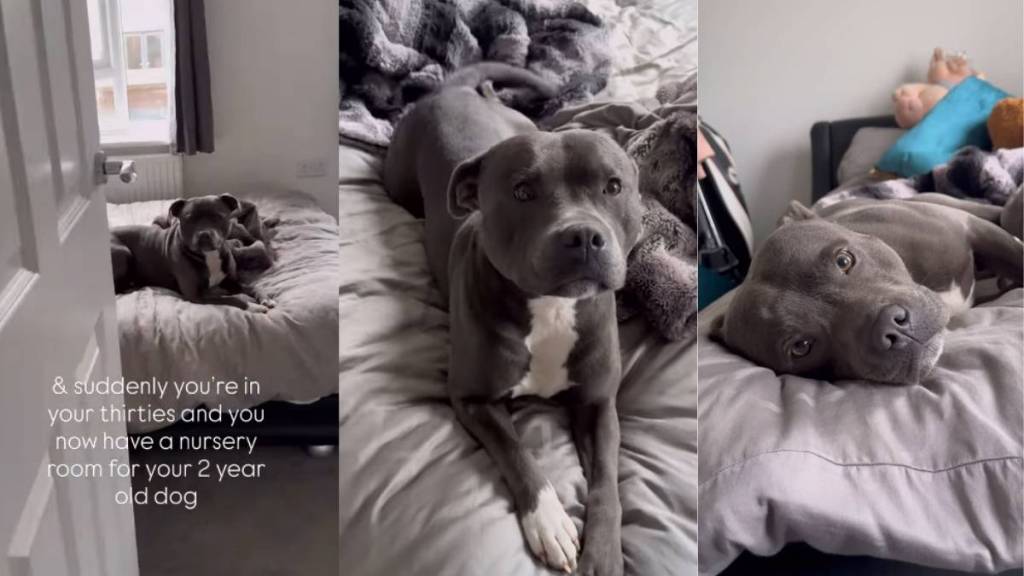 Video: Owner Films Dog Chilling in His Own 'Nursery'