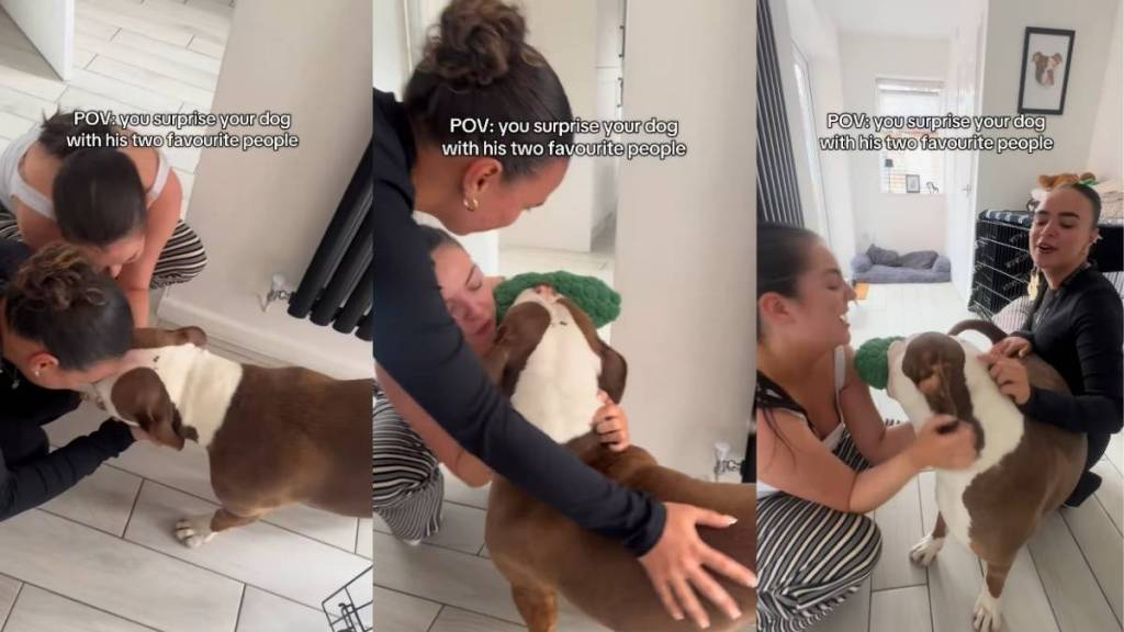 Video: American Bully’s Reaction To Meeting His ‘Two Favorite People’ Is Truly Heartwarming