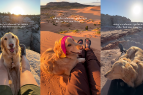 Dogs on hikes.