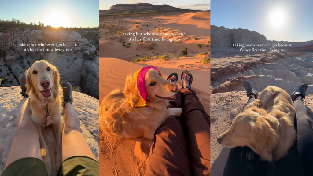 Dogs on hikes.