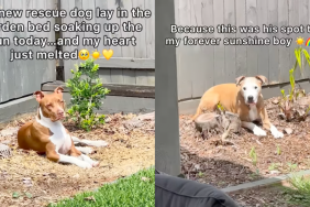 Owner reveals rescue dog's 'sunny spot' is the same as that of late dog in video.