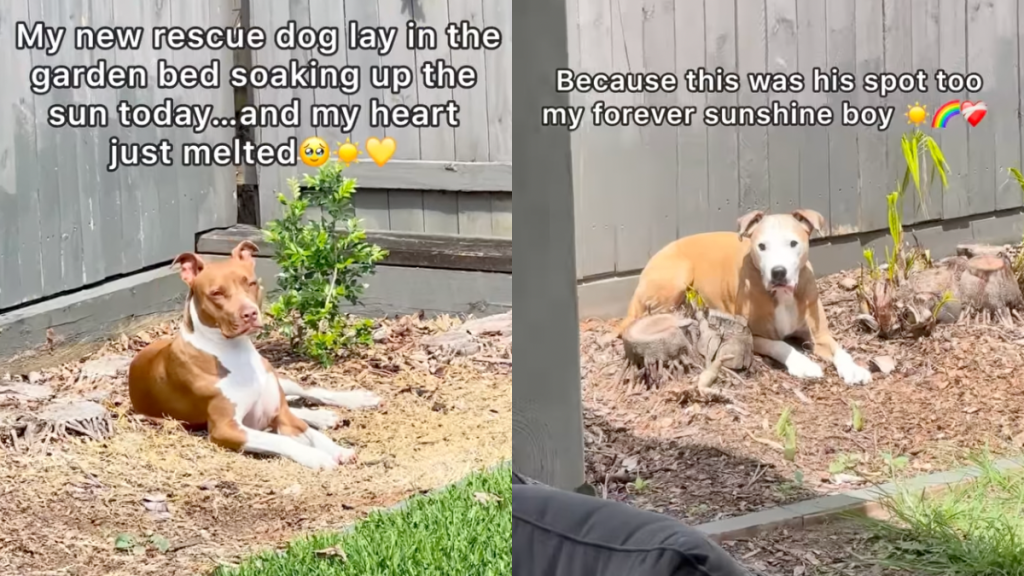 Owner reveals rescue dog's 'sunny spot' is the same as that of late dog in video.