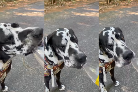 Great Dane drinking straight from a water bottle.