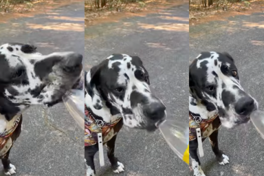 Great Dane drinking straight from a water bottle.