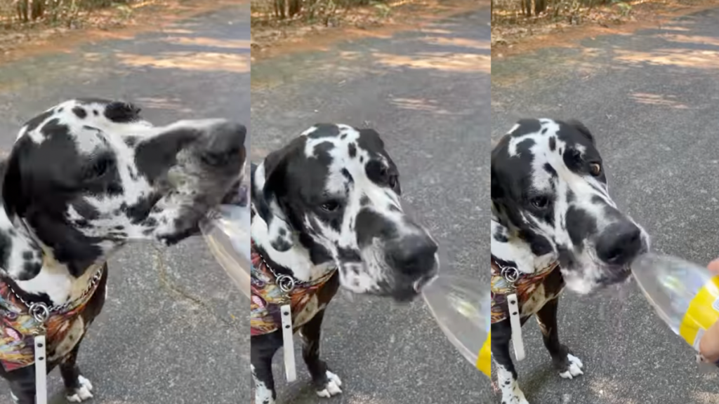 Great Dane drinking straight from a water bottle.