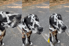Great Dane drinking straight from a water bottle.