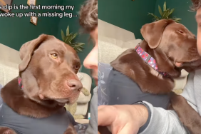 Labrador's first video appearance after losing a leg.