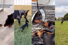 Big dog making friends with new tiny pup.